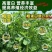 多年生紫花苜蓿种子四季高产耐寒耐旱高产牧草牛羊马鸡鸭鹅兔