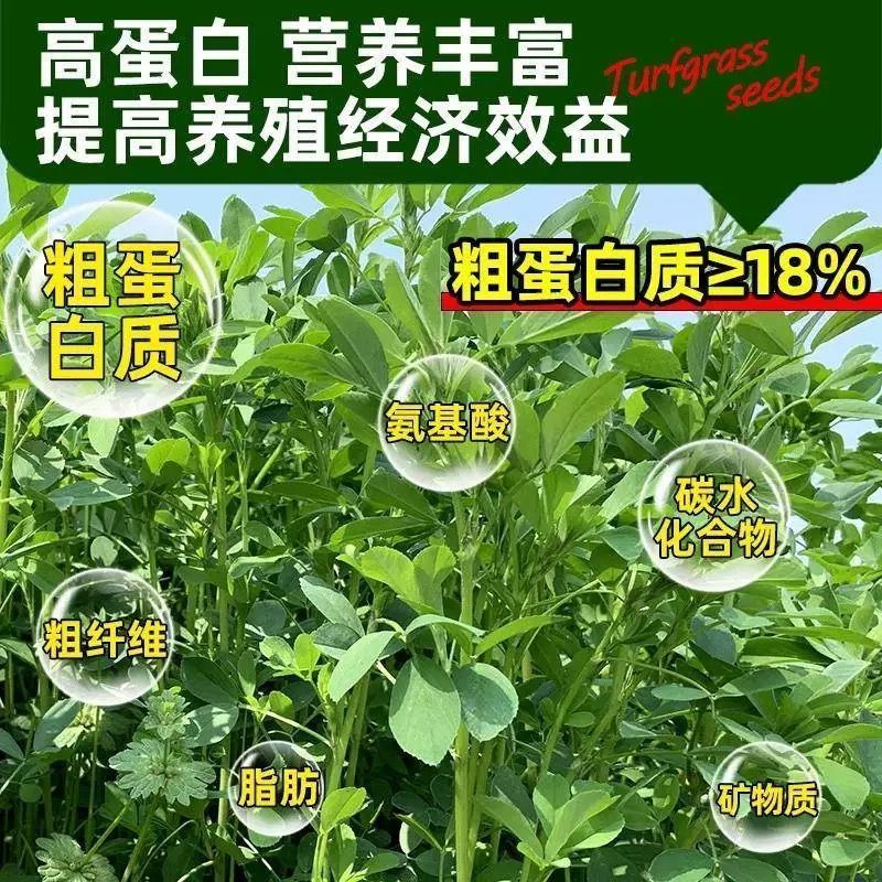 多年生紫花苜蓿种子四季高产耐寒耐旱高产牧草牛羊马鸡鸭鹅兔