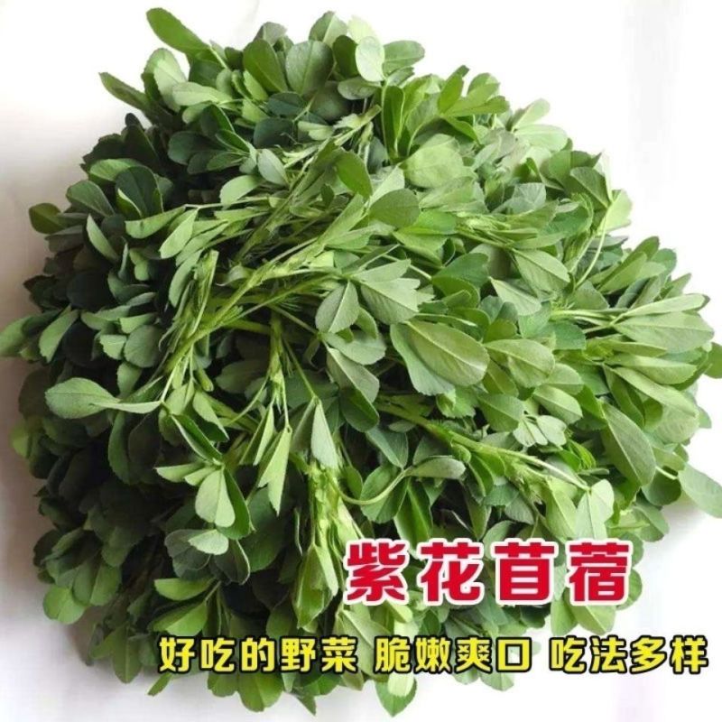 多年生紫花苜蓿种子四季高产耐寒耐旱高产牧草牛羊马鸡鸭鹅兔