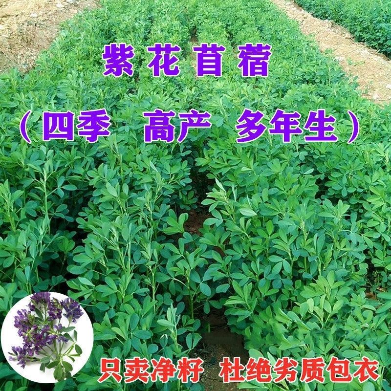 多年生紫花苜蓿种子四季高产耐寒耐旱高产牧草牛羊马鸡鸭鹅兔