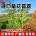 多年生紫花苜蓿种子四季高产耐寒耐旱高产牧草牛羊马鸡鸭鹅兔