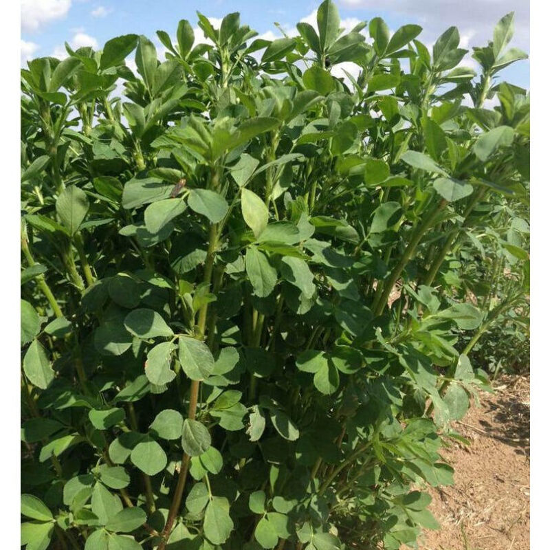 多年生紫花苜蓿种子四季高产耐寒耐旱高产牧草牛羊马鸡鸭鹅兔