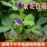 多年生紫花苜蓿种子四季高产耐寒耐旱高产牧草牛羊马鸡鸭鹅兔