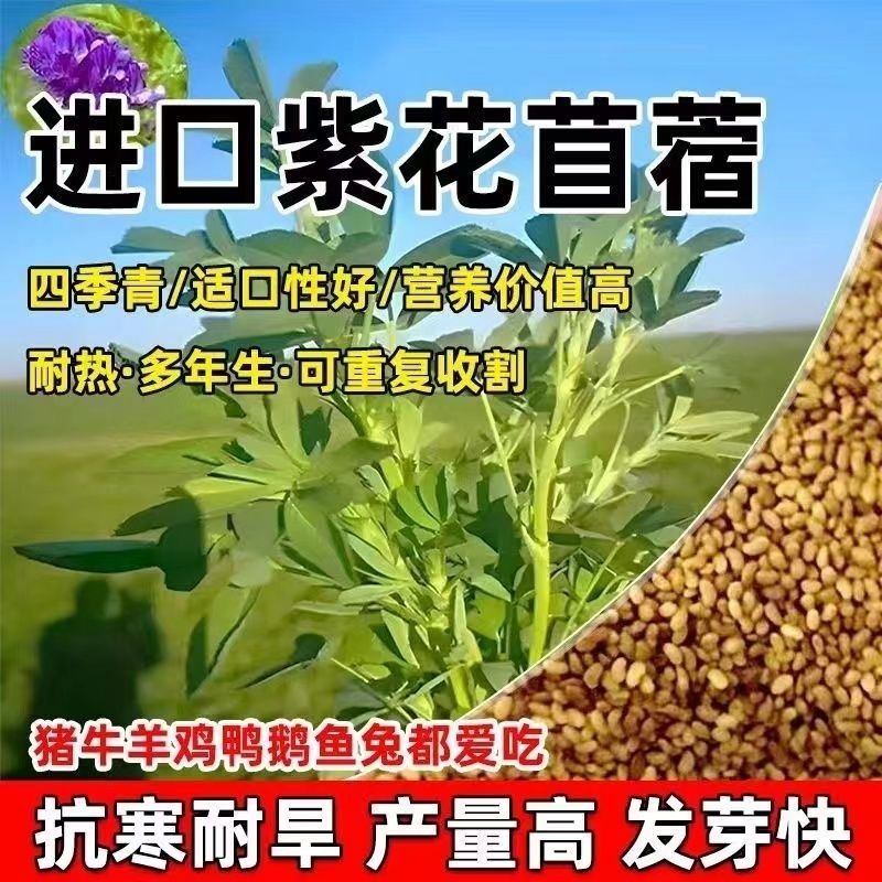 多年生紫花苜蓿种子四季高产耐寒耐旱高产牧草牛羊马鸡鸭鹅兔