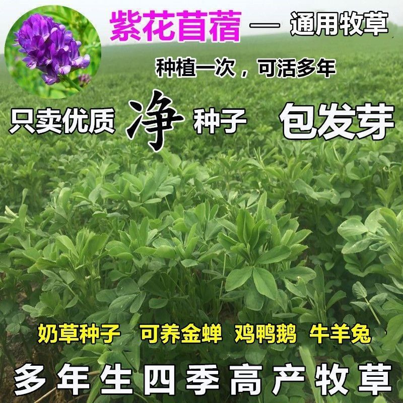 多年生紫花苜蓿种子四季高产耐寒耐旱高产牧草牛羊马鸡鸭鹅兔