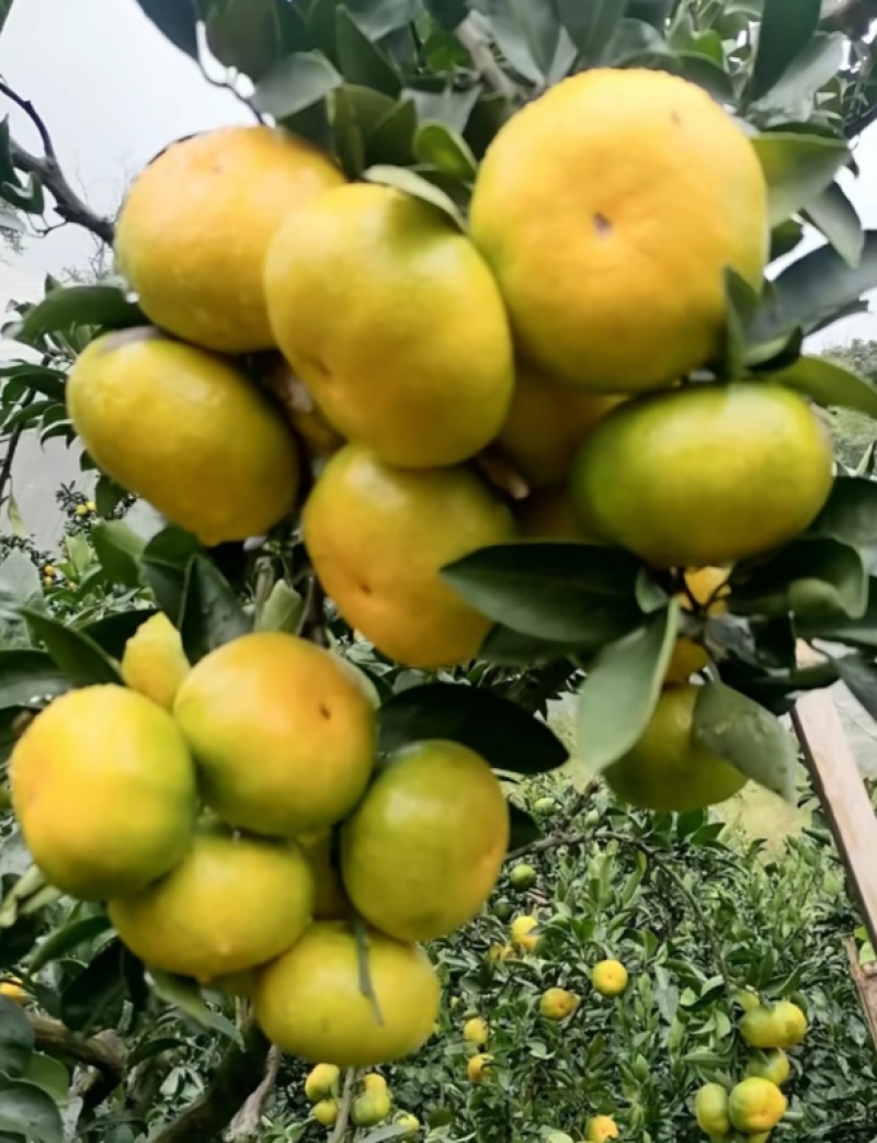 资阳蜜橘/承接电商外贸市场