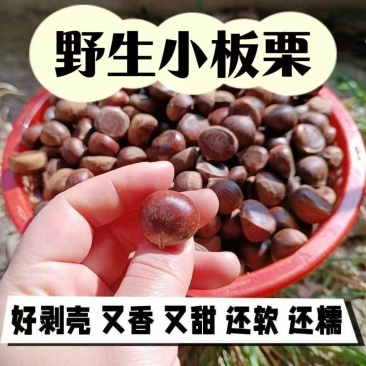 日照板栗东石嘴子村