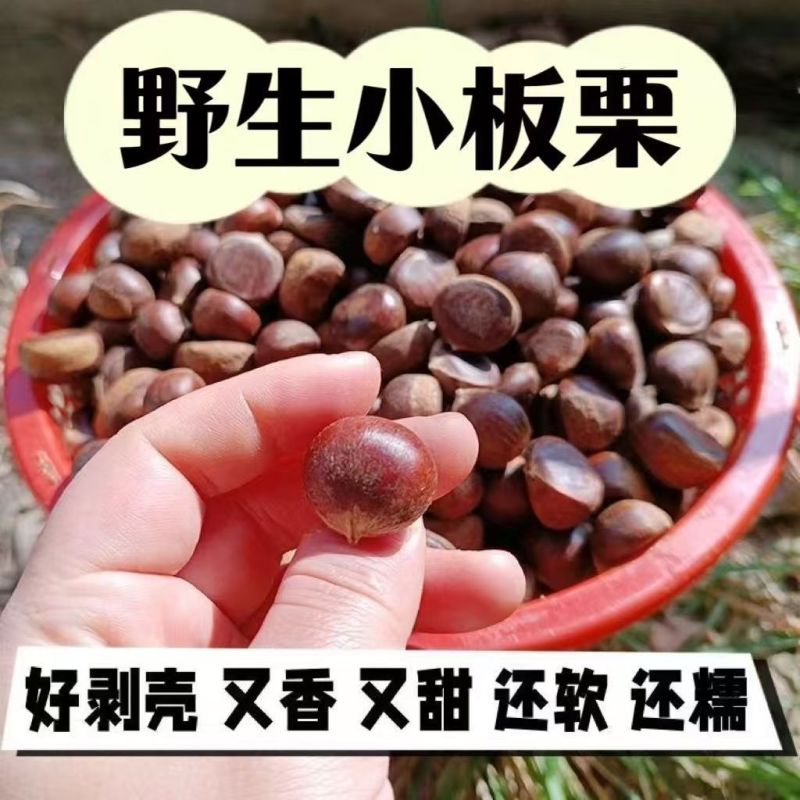 日照板栗东石嘴子村