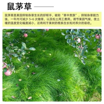 鼠茅草种子树林绿化绿肥绿肥草种鼠茅草种籽绿肥鼠茅草种籽批