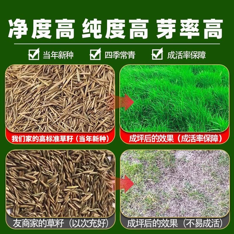 鼠茅草种子树林绿化绿肥绿肥草种鼠茅草种籽绿肥鼠茅草种籽批