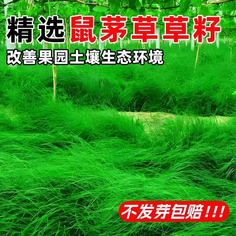 鼠茅草种子树林绿化绿肥绿肥草种鼠茅草种籽绿肥鼠茅草种籽批