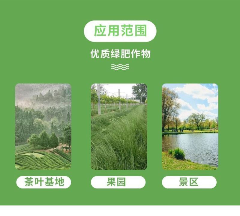 鼠茅草种子树林绿化绿肥绿肥草种鼠茅草种籽绿肥鼠茅草种籽批