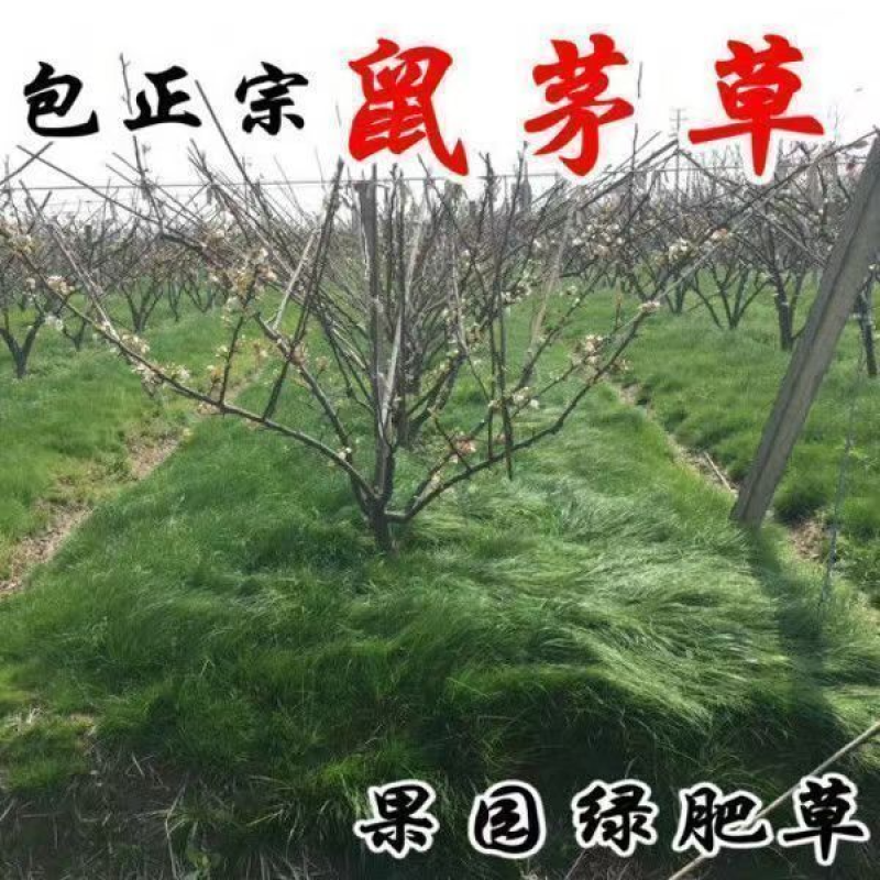 鼠茅草种子树林绿化绿肥绿肥草种鼠茅草种籽绿肥鼠茅草种籽批