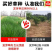 鼠茅草种子树林绿化绿肥绿肥草种鼠茅草种籽绿肥鼠茅草种籽批