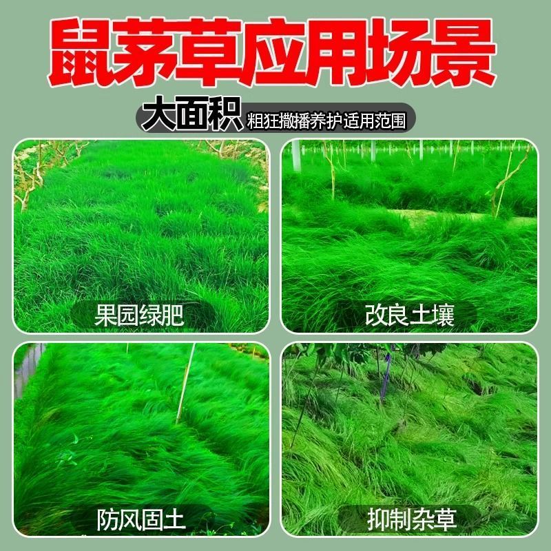 鼠茅草种子树林绿化绿肥绿肥草种鼠茅草种籽绿肥鼠茅草种籽批