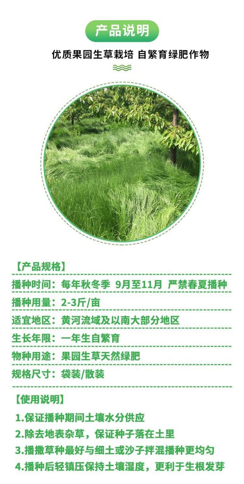 鼠茅草种子树林绿化绿肥绿肥草种鼠茅草种籽绿肥鼠茅草种籽批