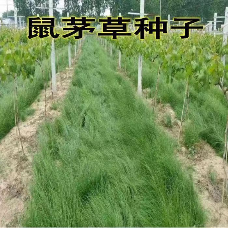 鼠茅草种子树林绿化绿肥绿肥草种鼠茅草种籽绿肥鼠茅草种籽批