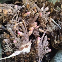 精品芍药芽子