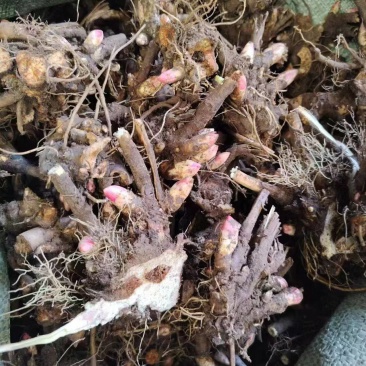 精品芍药芽子