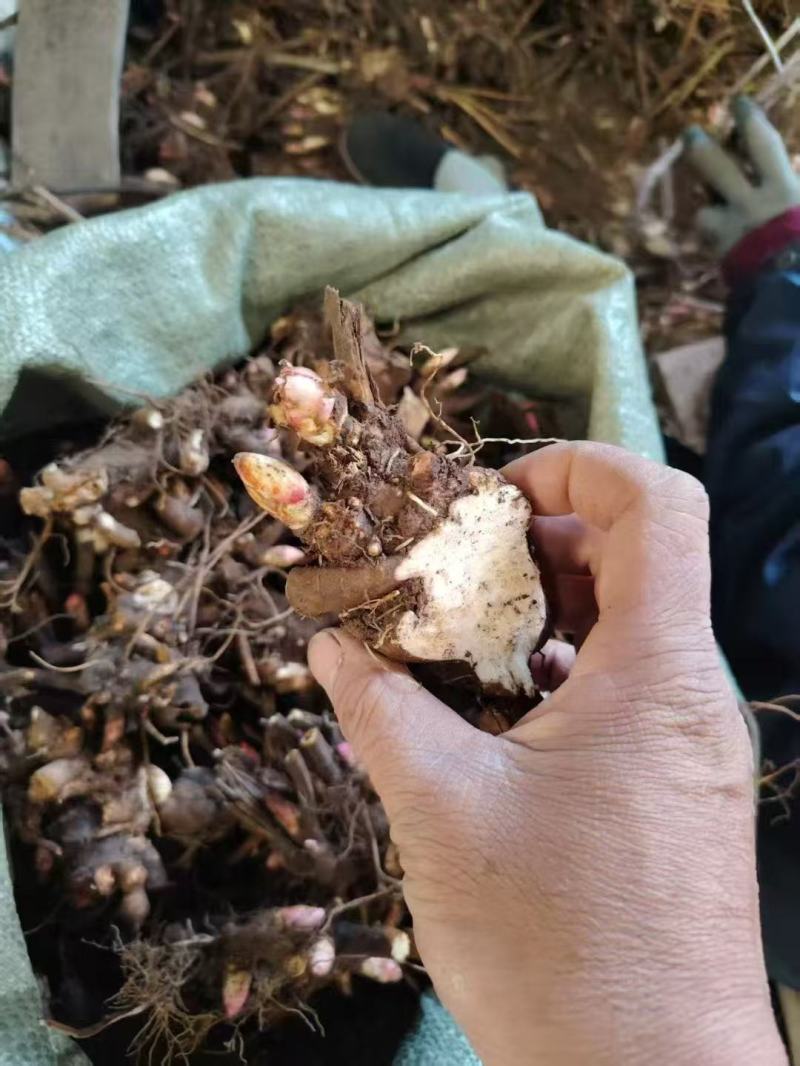 精品芍药芽子