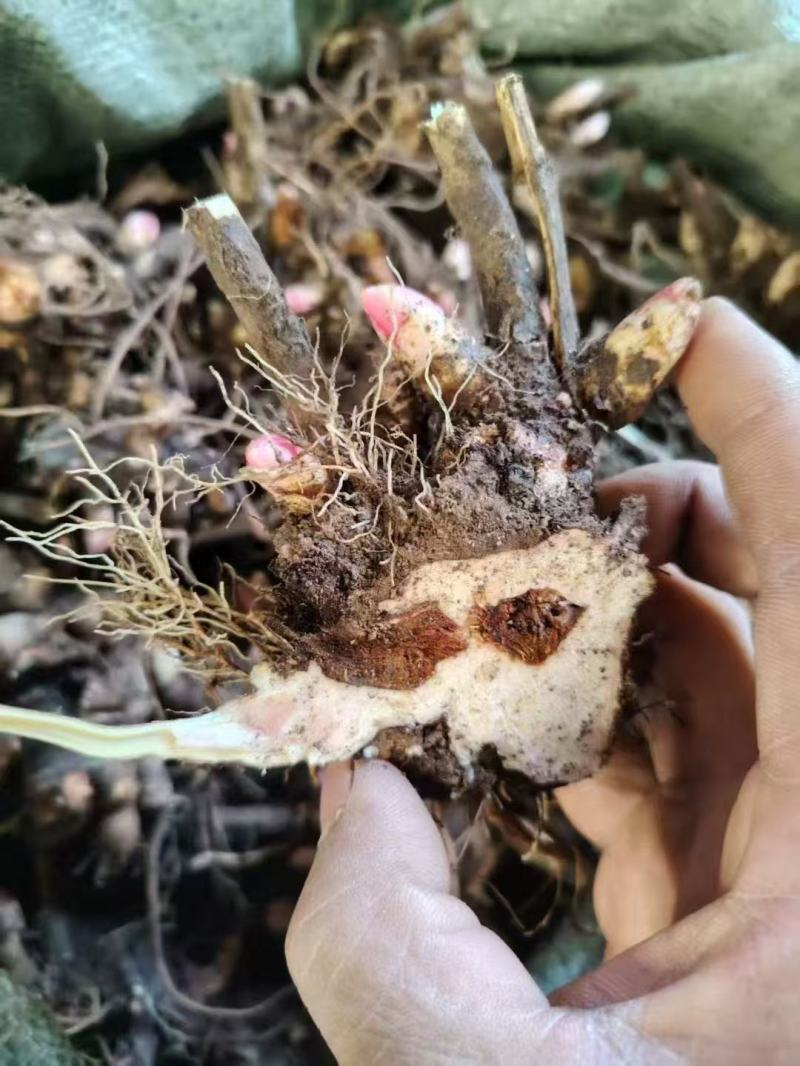 精品芍药芽子
