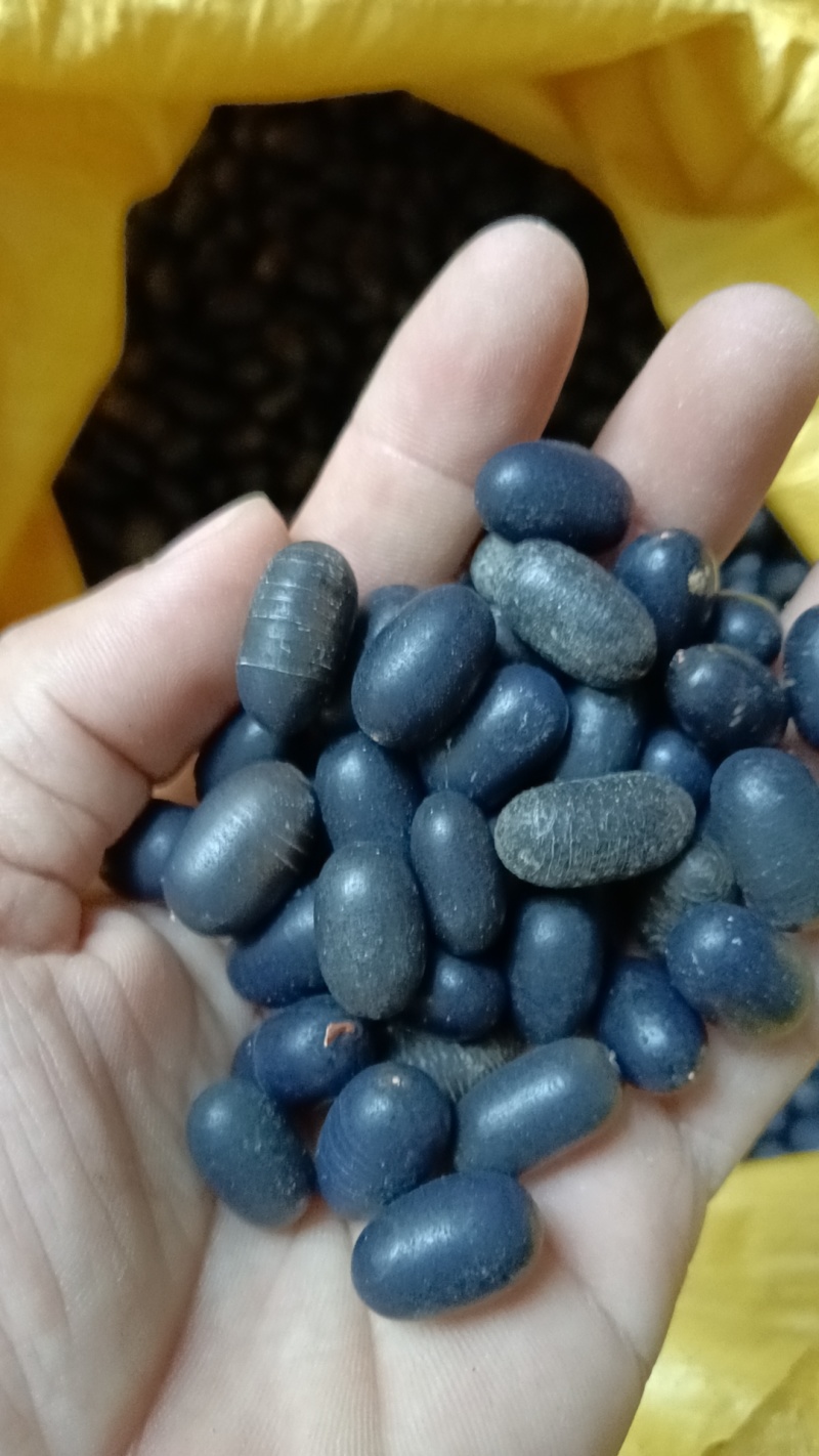 苦石莲石莲子双肾子