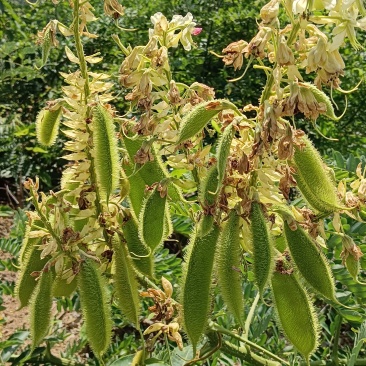 苦石莲石莲子双肾子