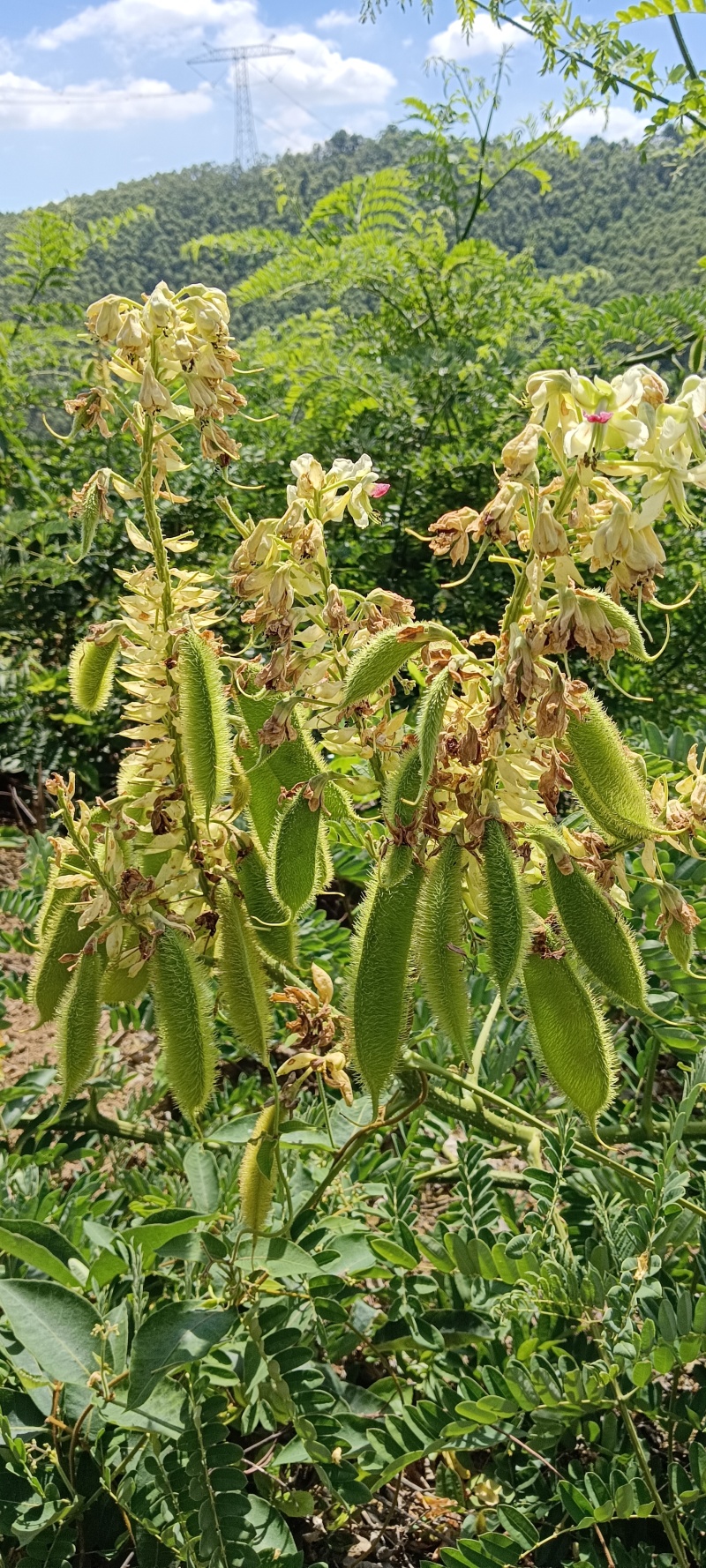 苦石莲石莲子双肾子