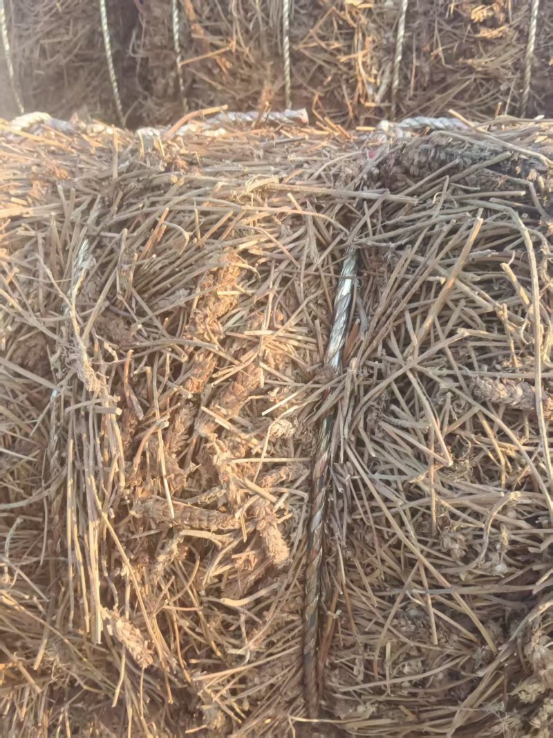 夏枯草产地直销，精品压件货源充足