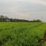 小叶青皮岗梅苗，基地直销，欢迎有需求的朋友实地考察