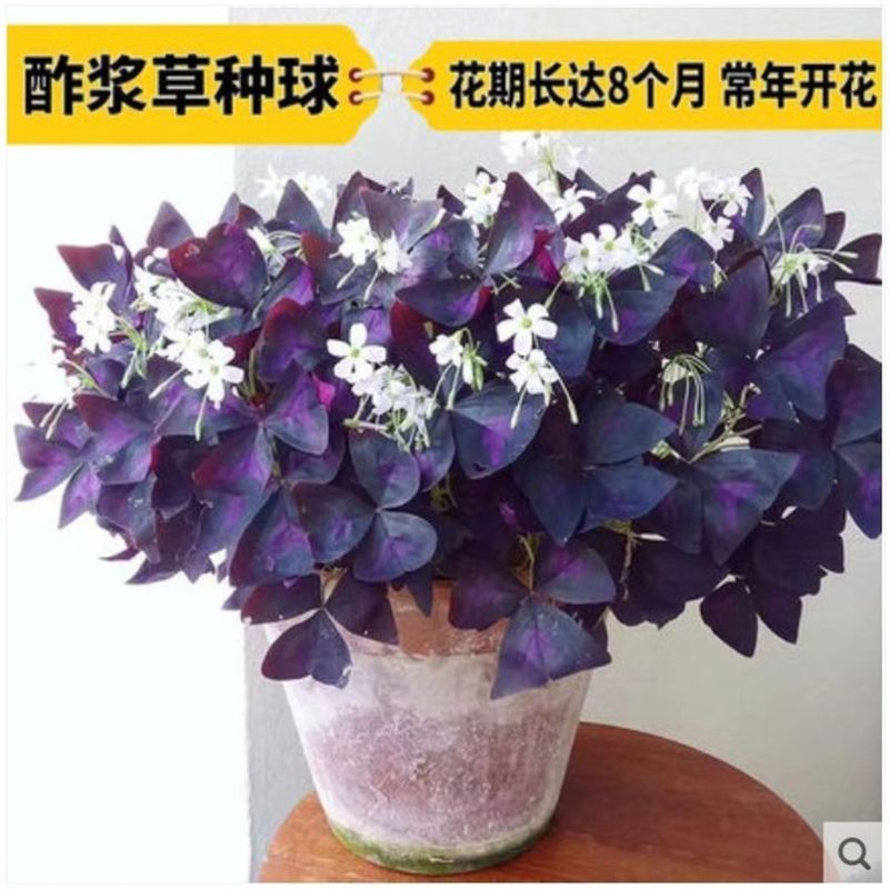 紫叶醡浆草四季开花紫色浆草酢浆草种球紫蝴蝶盆栽三叶草花卉