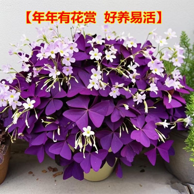 紫叶醡浆草四季开花紫色浆草酢浆草种球紫蝴蝶盆栽三叶草花卉