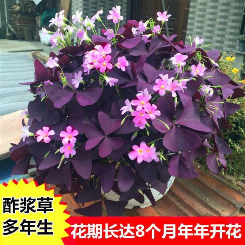 紫叶醡浆草四季开花紫色浆草酢浆草种球紫蝴蝶盆栽三叶草花卉