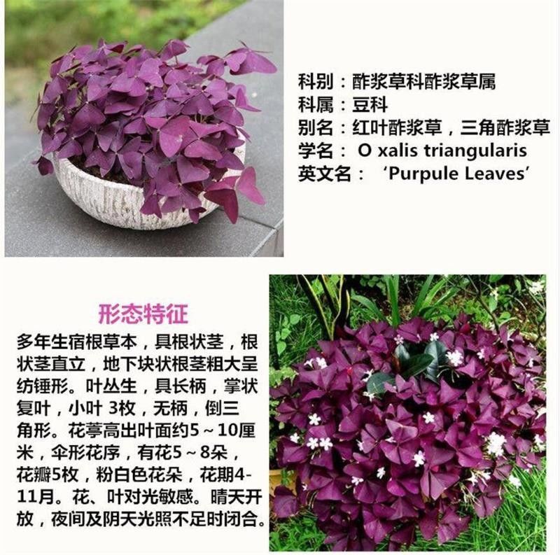 紫叶醡浆草四季开花紫色浆草酢浆草种球紫蝴蝶盆栽三叶草花卉