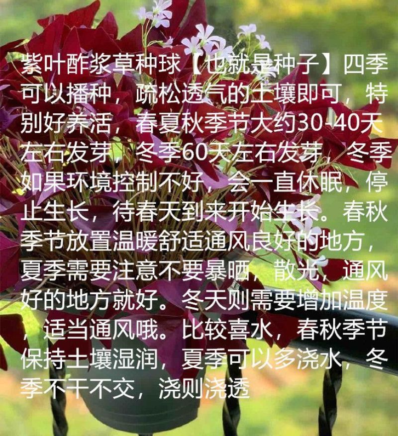 紫叶醡浆草四季开花紫色浆草酢浆草种球紫蝴蝶盆栽三叶草花卉