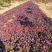 紫叶醡浆草四季开花紫色浆草酢浆草种球紫蝴蝶盆栽三叶草花卉