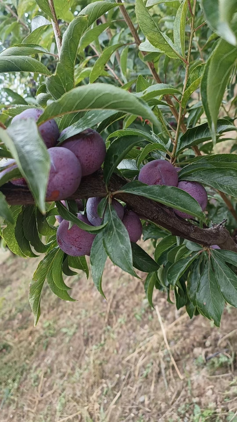 高山脆红李