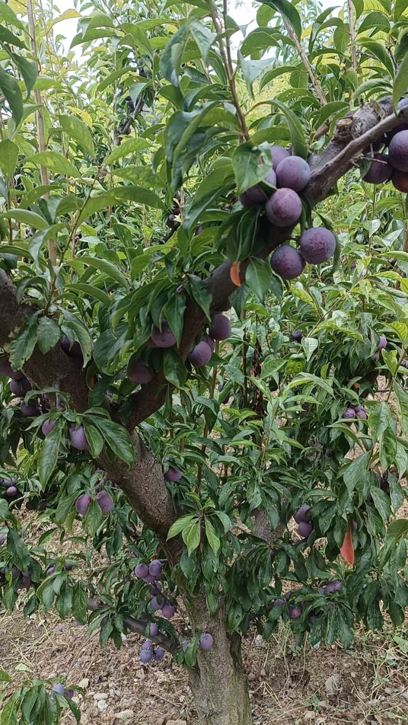 高山脆红李
