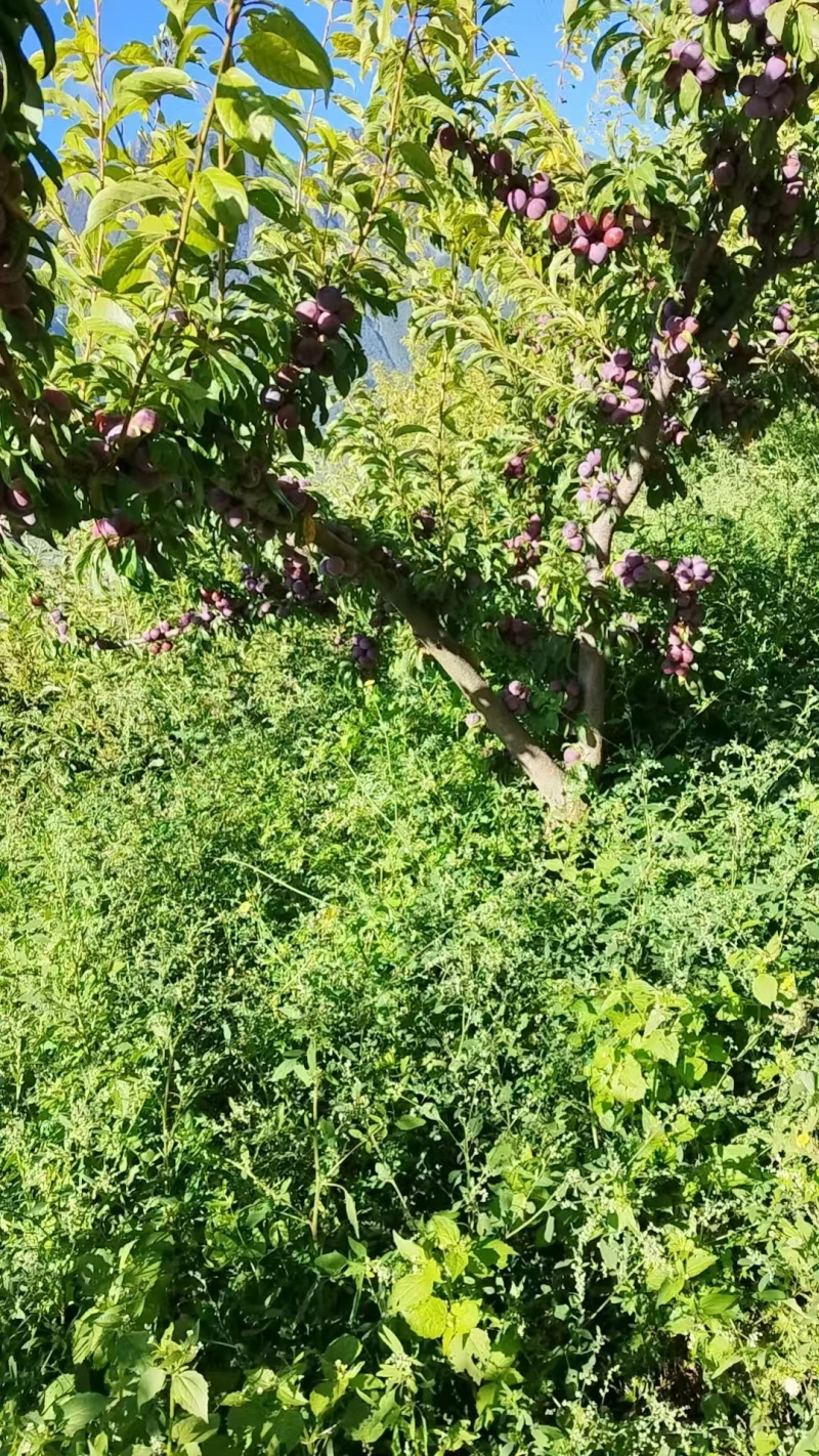 高山脆红李