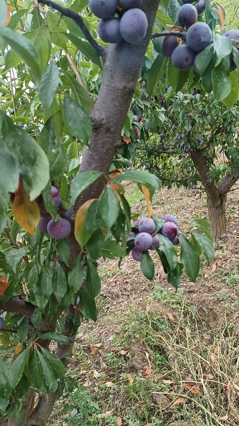 高山脆红李