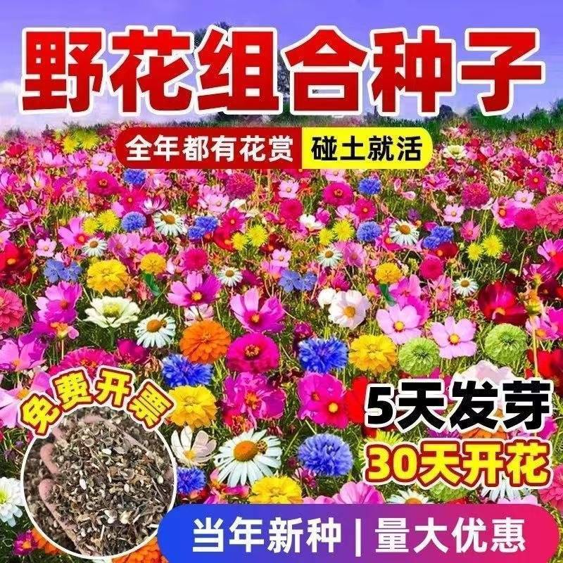耐寒多年生野花组合种籽庭院景观室外阳台花海种子四季混合型