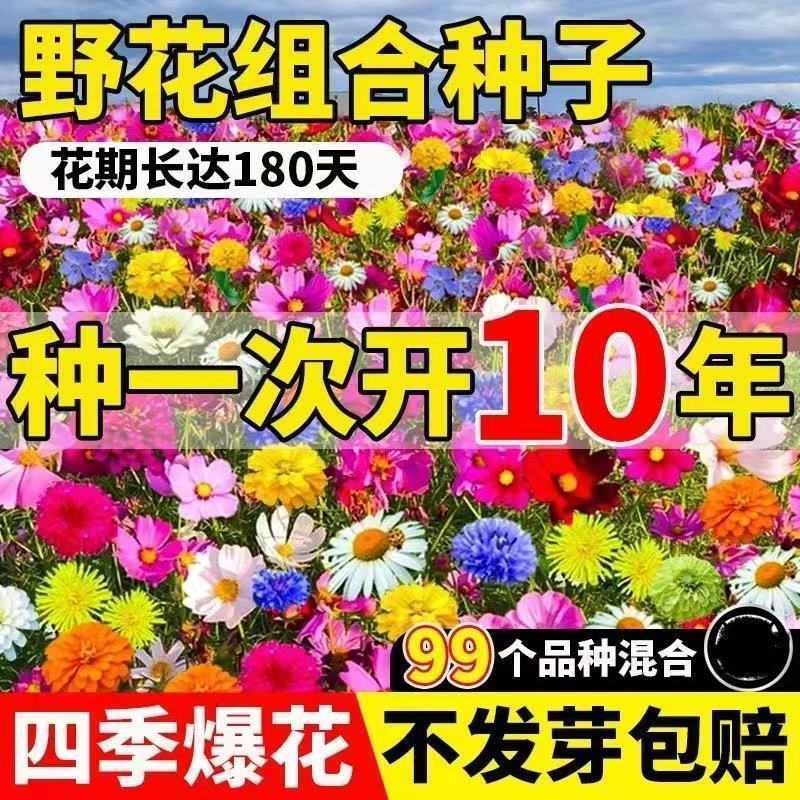 耐寒多年生野花组合种籽庭院景观室外阳台花海种子四季混合型