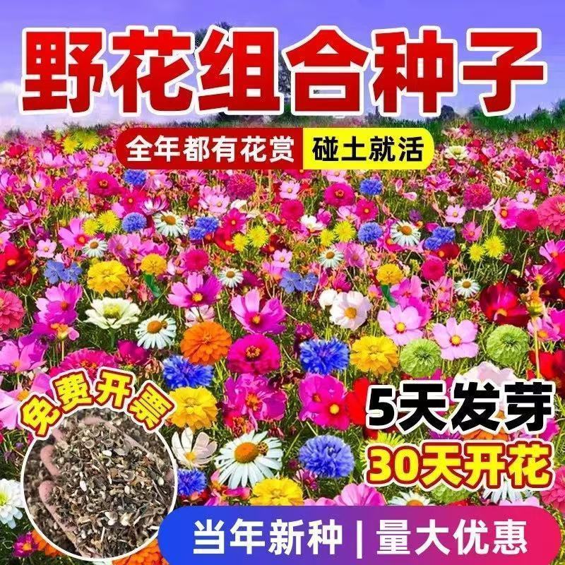 耐寒多年生野花组合种籽庭院景观室外阳台花海种子四季混合型