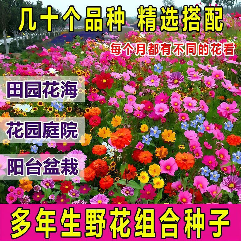 耐寒多年生野花组合种籽庭院景观室外阳台花海种子四季混合型