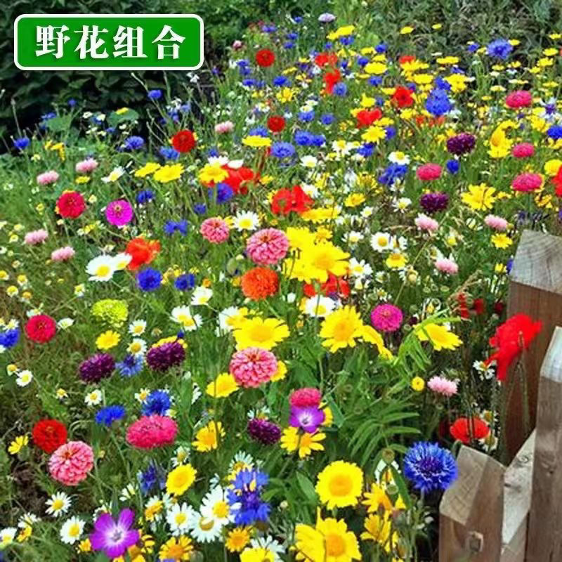 耐寒多年生野花组合种籽庭院景观室外阳台花海种子四季混合型