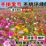 耐寒多年生野花组合种籽庭院景观室外阳台花海种子四季混合型