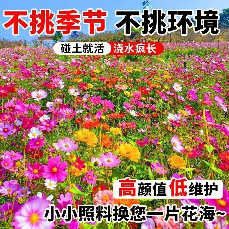耐寒多年生野花组合种籽庭院景观室外阳台花海种子四季混合型