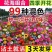 耐寒多年生野花组合种籽庭院景观室外阳台花海种子四季混合型