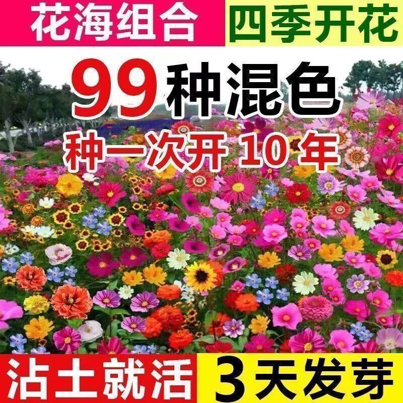 耐寒多年生野花组合种籽庭院景观室外阳台花海种子四季混合型