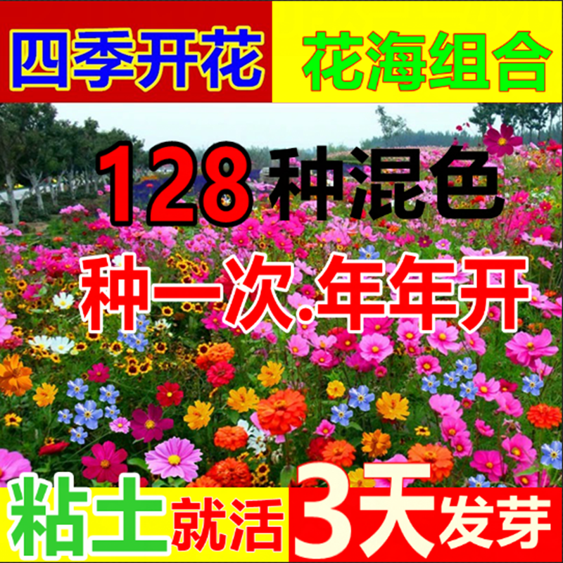 耐寒多年生野花组合种籽庭院景观室外阳台花海种子四季混合型
